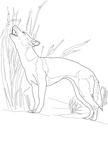 New Guinea Singing Dog Singing Coloring Page